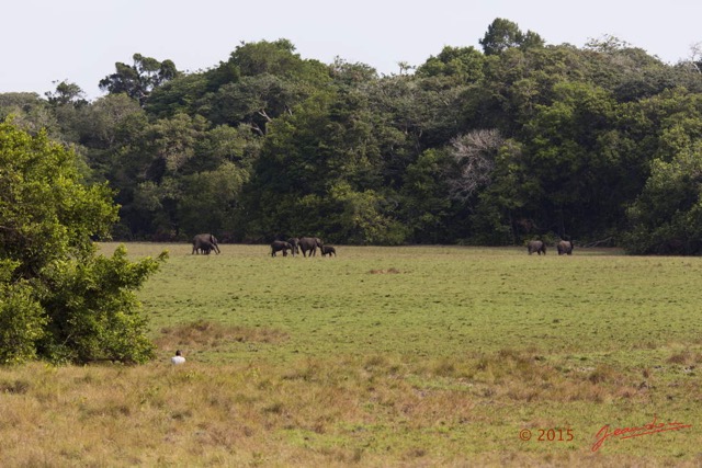 076 LOANGO 2 Tassi le Bungalow Principal Mammifere Proboscidea Elephants Loxodonta africana cyclotis en Troupeau 15E5K3IMG_106411wtmk.jpg